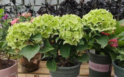 养花人的6种“毛病”,全中了都是养花高手,我中了4个!