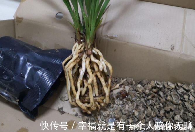 多菌灵|买到兰花难服盆？先学会上盆，再学会缓苗，服盆快发芽多！