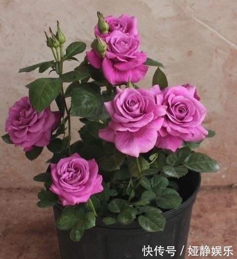 生根|月季花“扦插后”慎浇水,成活率高10倍,10天长白根,一棵变20棵