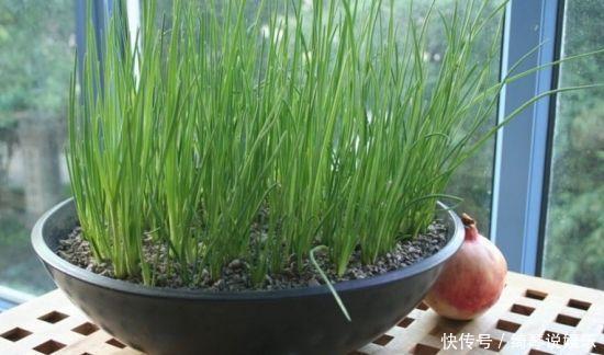 4步教你盆栽小葱,又粗又“肥硕”,不用再去菜市场买啦