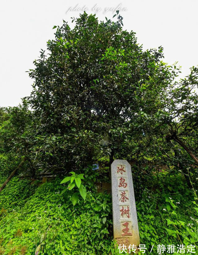 拉祜族|云南最有钱的村藏在大山深处，家家都是千万富翁，满山都是摇钱树