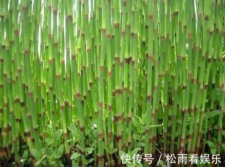 田野|农村一种“光棍”草,无叶无花只有杆,但煎水喝眼睛越来越明亮