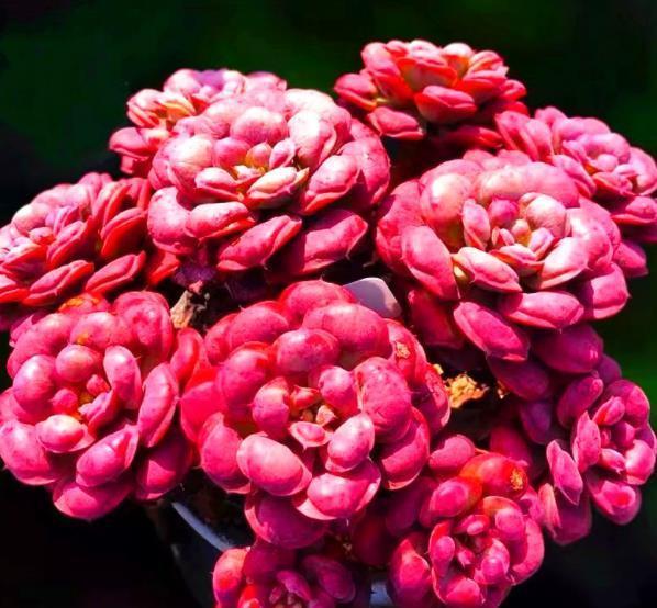 此款多肉第一眼不喜欢,越养越好看,花友直呼真香,养过的人不多