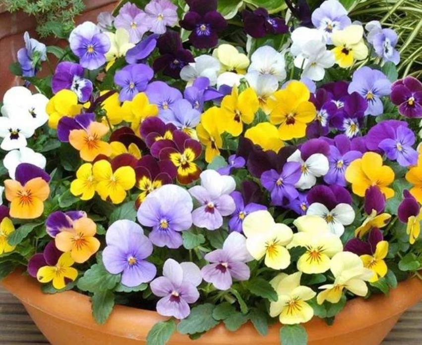 家养这些植物,阳台开出花海,花色繁多易爆盆,娇艳欲滴