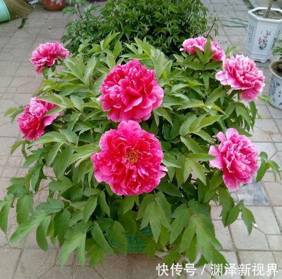 想要在家栽种牡丹花，请牢记3点，花期一到阳台、庭院成花海