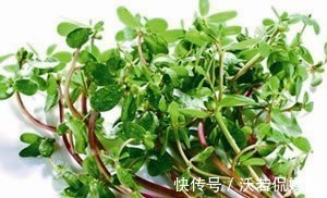 冰草|不管男女过了四十多吃6种野菜,能够补充身体营养,帮助增强体力