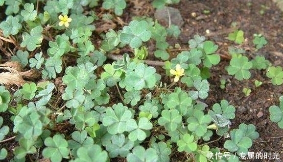 幾種野菜看似不起眼,營養(yǎng)卻很高!清熱排毒,消暑解渴,誰吃誰好