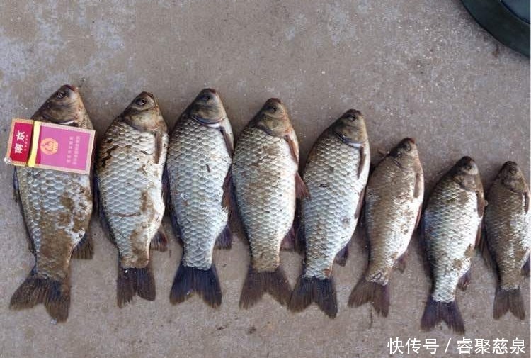 他野钓钓到六斤鲫鱼王,一看竟是“太监鲫鱼”这究竟是谁的功劳