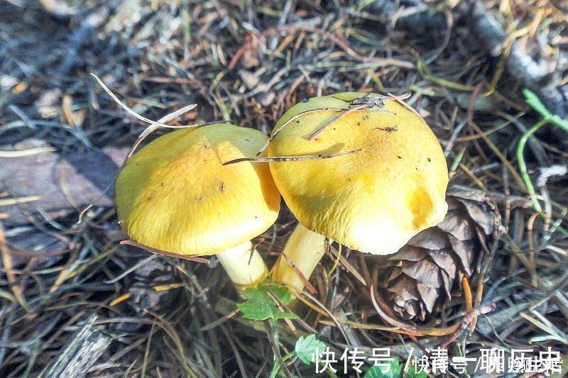 氨基酸|生在松林里，曾误认含毒不能吃，如今58元1斤，可惜农村也少见了