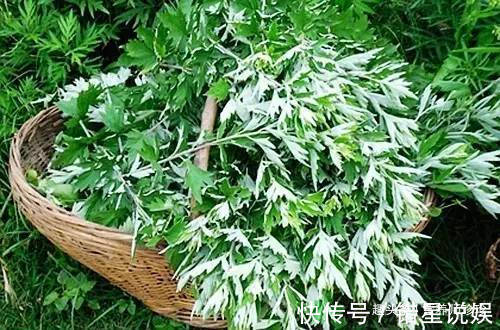 益母草|农村常见的3种野草,人称“女人草”,女人常吃身体好,早知早好