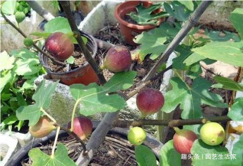 1种水果不用买，剪个枝条插土里就活，1年结果，常吃远离癌细胞