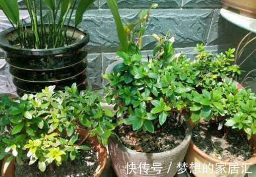 绿化带|4种“娇气花”楼房里总养死？扔在家门口，顿时枝繁叶茂，开花旺
