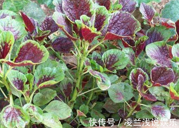 苋菜可以种到阳台上?看看别人都是怎么种的,收割一茬又一茬!