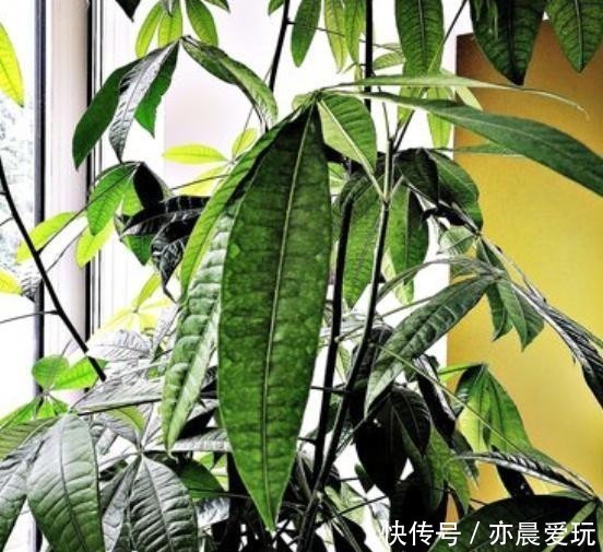 以说|发财树有哪些寓意,我们又应该如何养护呢?