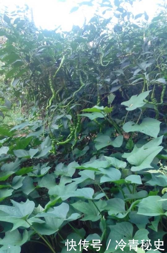 忙种|芒种——又叫“忙种”,是 二十四节气中的第九个节气