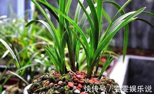 兰花总是不长新根,发出来的小苗也不长,怎么办?