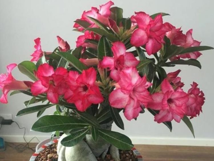 最受欢迎的4种花,开花超漂亮,花开芳香四溢,养在家中香飘满屋