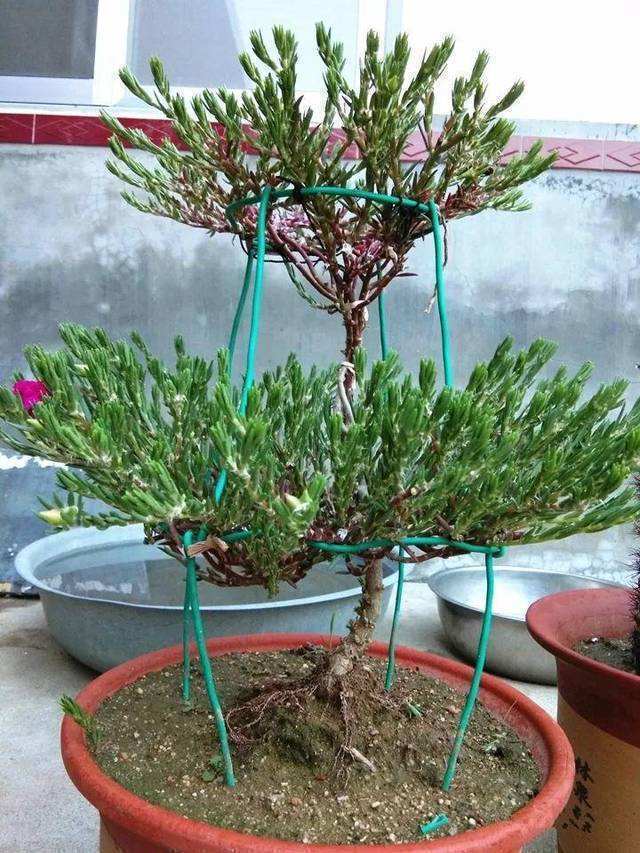 原来太阳花也能养成老桩，一棵就美上天，开花好几层！