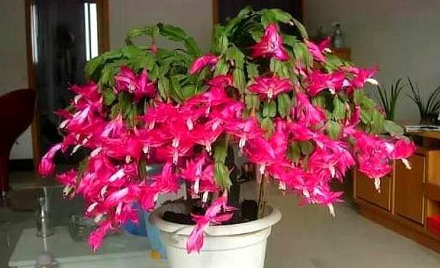 蟹爪兰扦插不生根做好这“几点”,长根快,新芽不断往外冒!