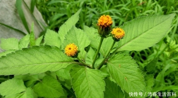 农村被叫做“鬼圪针”的植物，是流落民间的中药材，药店千金难买