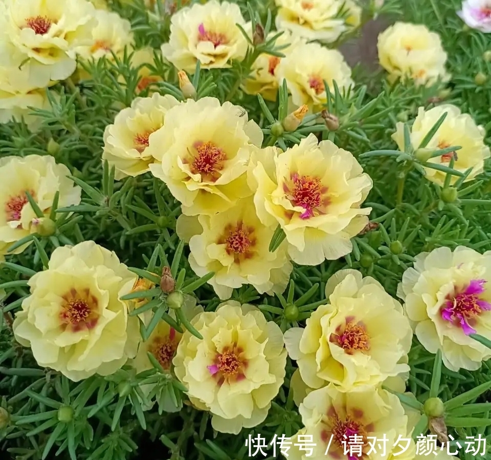 9种养不死的花,绿萝只能排最后,再养不活就剁手吧