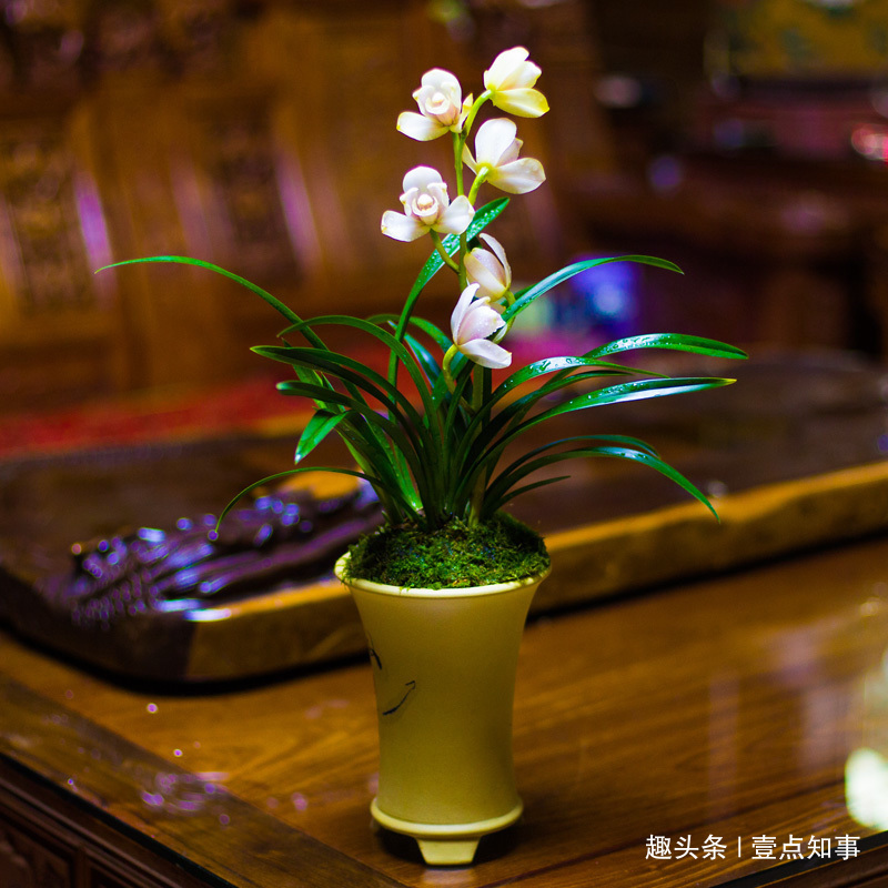 兰花施肥有讲究,跟老花匠学3招,花开爆盆