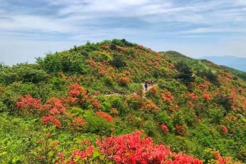 浙江一处适合登山赏花的景点，有10万亩杜鹃花，这里终年云雾缭绕