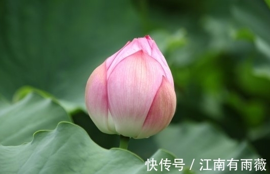 吉星|11月份，吉星照耀，4属相桃花旺盛，财源广进，生活蒸蒸日上