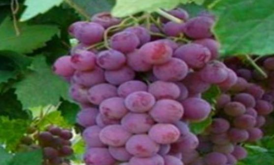 葡萄|女性推荐常吃3种食物,排毒养颜、滋润肌肤,越吃越年轻!