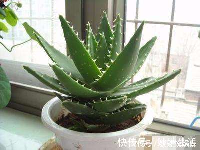 我给家里的芦荟换上这种盆，不到两月它就长爆了