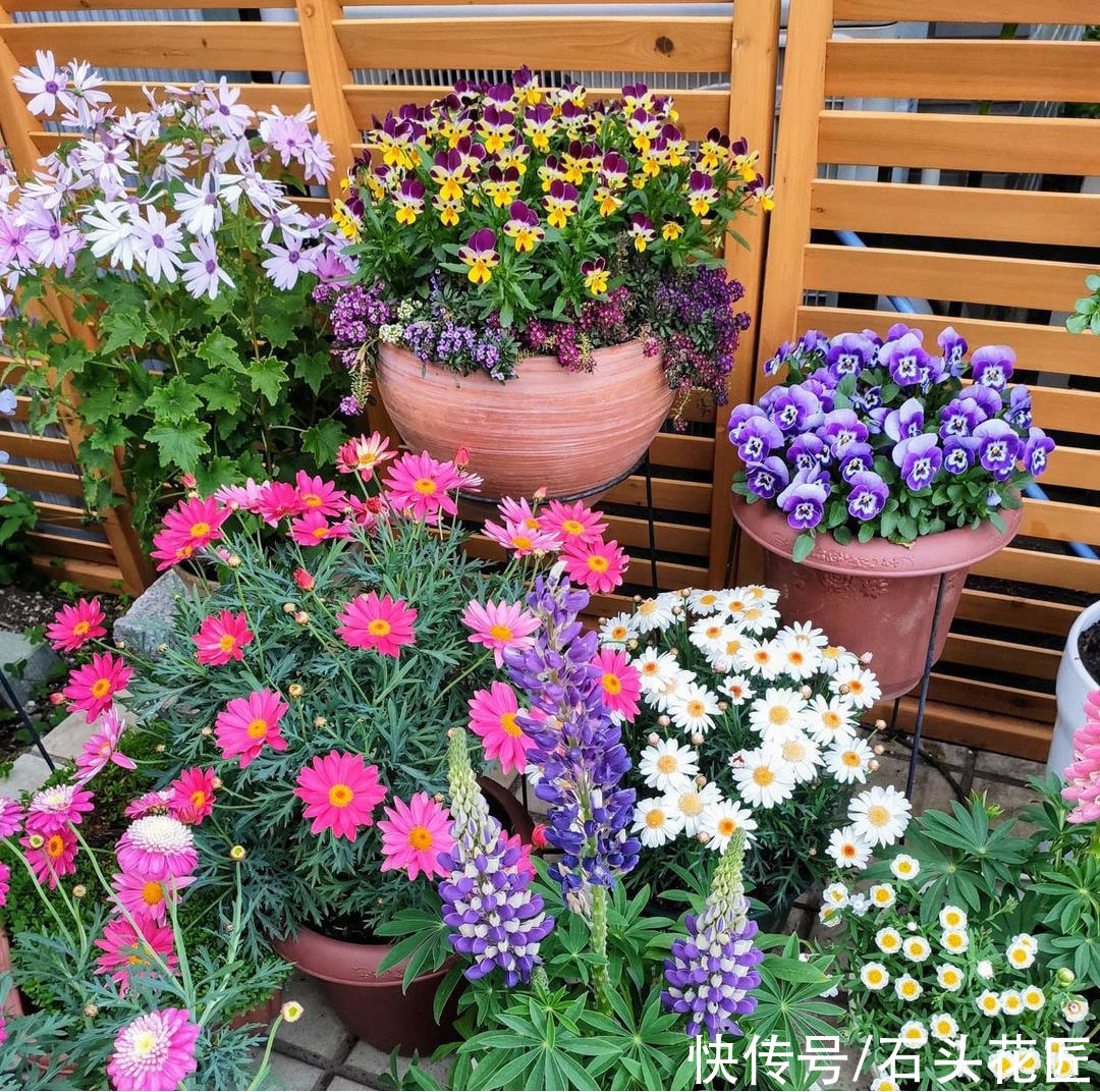  养玛格丽特花朵“褪色”？抓住“2个方面”就能养好，别担心