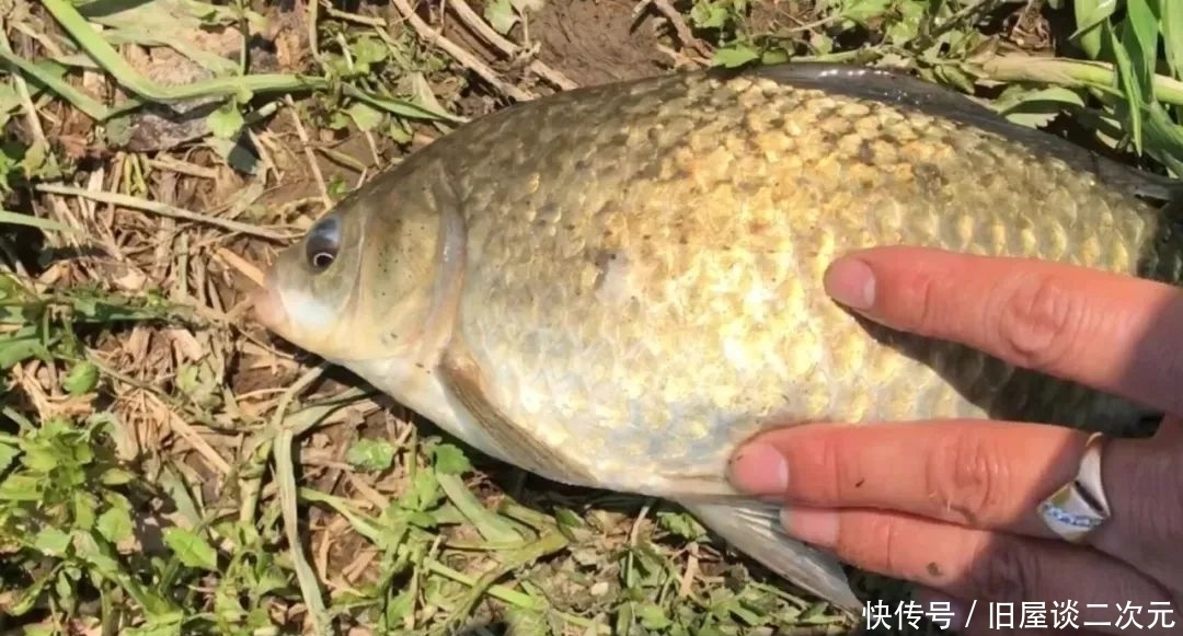 别再问野钓用什么线组!只要鱼够多,大力马照样连杆上