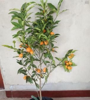 养花不如种水果,阳台栽两盆“健康果”,年底果子爆满盆