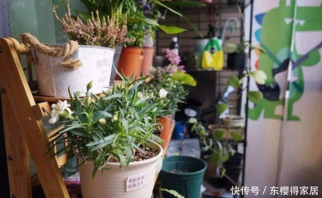 常收集树皮、草木灰养花,省钱又高效,还能多点乐趣