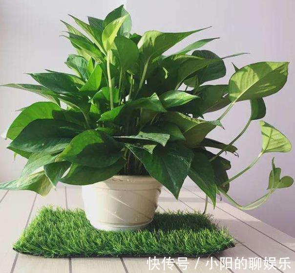 卧室摆上5种花,小巧可爱好养护,释放氧气空气好,每晚都睡得香
