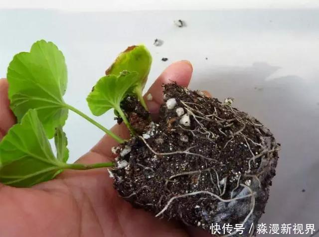 矿泉水瓶|扦插加个小药片,成活率翻番,新手也能做得好!