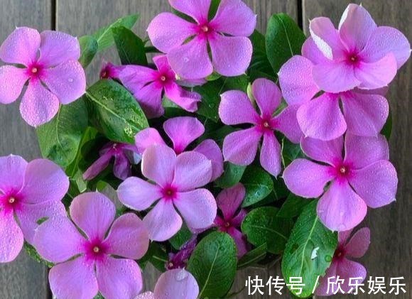 冠福|这花就叫“天天开”，咔咔一通剪，长成“小花树”，多了几十盆