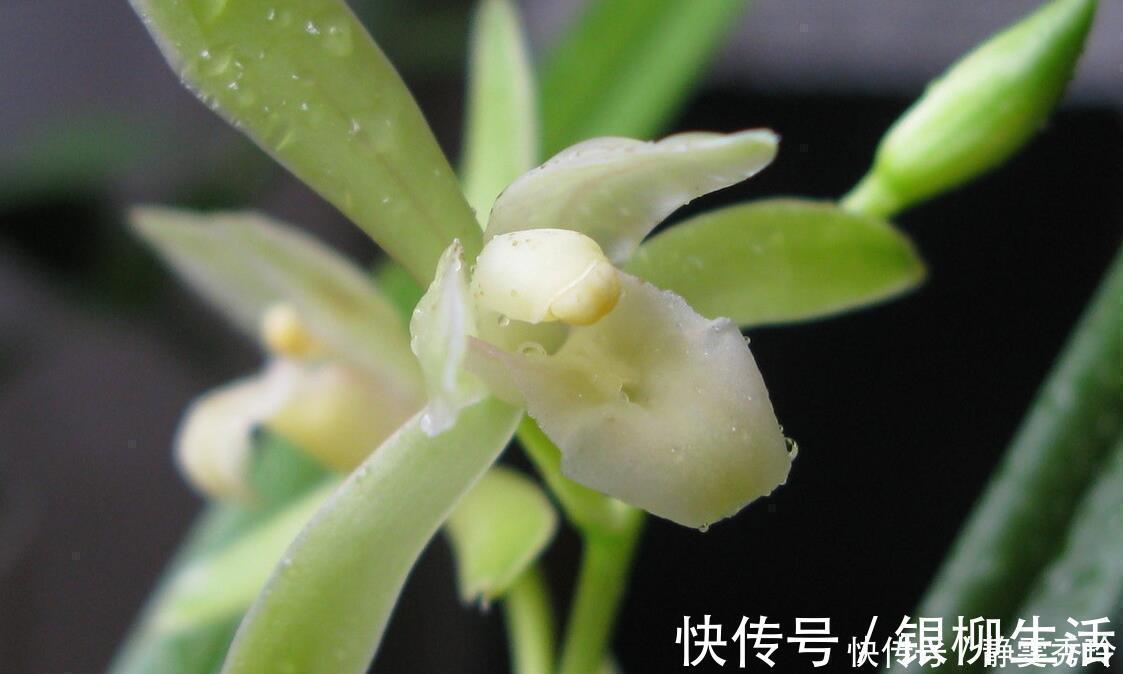 黄金时间段|兰花翻盆：两花不翻、两水不浇、两肥不施，你做对了吗