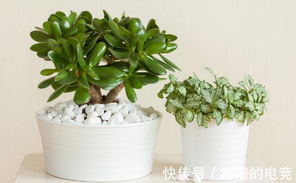 7种花草自带“抗体”，不容易生病虫害，是真正的“省心”花