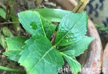 花卉|7月份以后，以下漂亮的花卉，扦插正当时，不仅环境合适生根还快