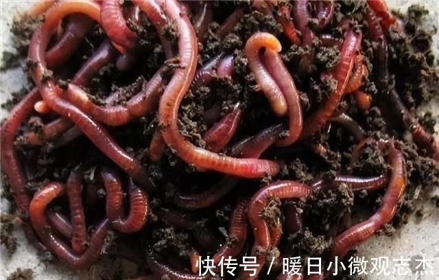 鱼吃饵|蚯蚓钓大鱼，但要学会这样用蚯蚓，才能事半功倍