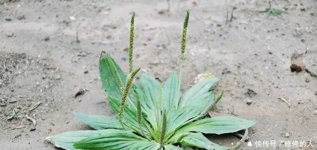 这9种野菜赶紧收好了!在农村随处可见,每一种都是治病良药