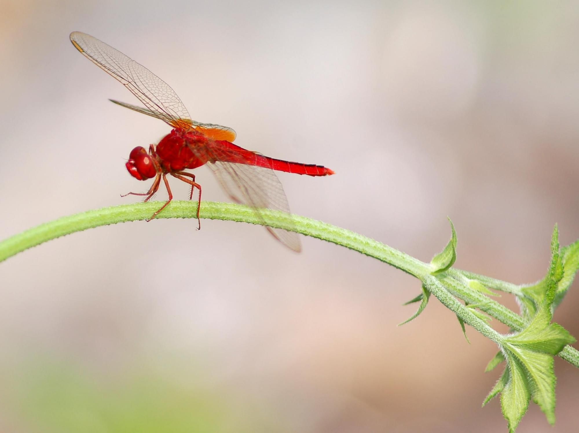 洪魔&白雪行者诗30首满山霜叶红如火,谁把相思都点燃