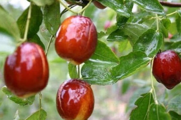 营养成分|红枣好吃却不能乱吃,吃红枣的3大禁忌,有的人还不清楚!