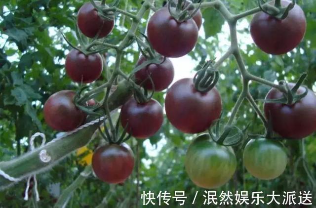 3种“水果”蔬菜，阳台就能种，青脆爽口，老人小孩都爱吃！