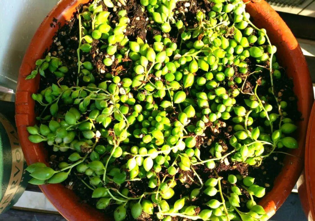 家里养盆它,挂窗边垂下2米绿窗帘,一开花更美!