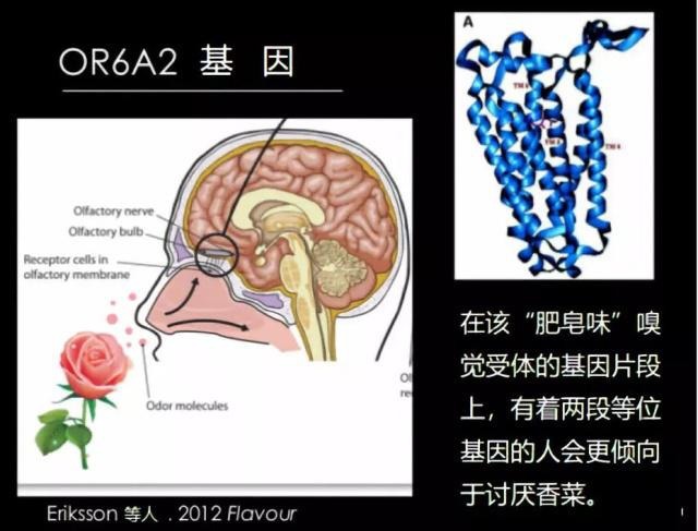 菠菜|爱不爱吃香菜由“谁”决定？