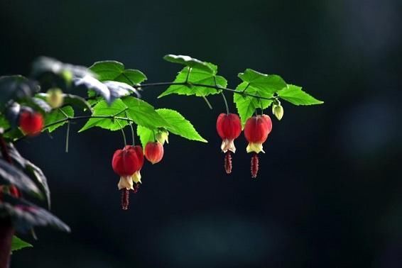 迎风摇曳 蔓性风铃花的栽培技术 快资讯