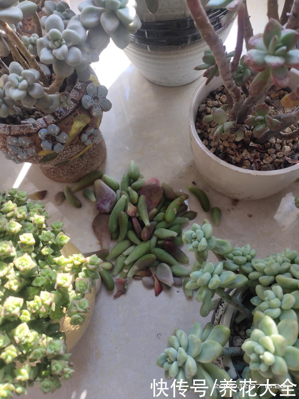 叶心处|多肉出现4种情况,其实是在求救,要赶紧重视起来