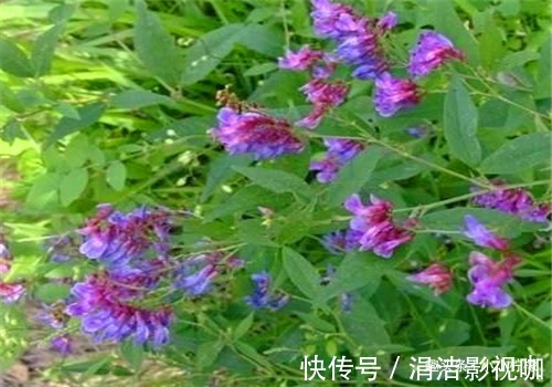 歪头菜|女性到了中年常吃3种食物,美容养颜,天然滋补,有益健康